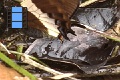 Scene 41_Papilio cacicus pumping water from abdomen